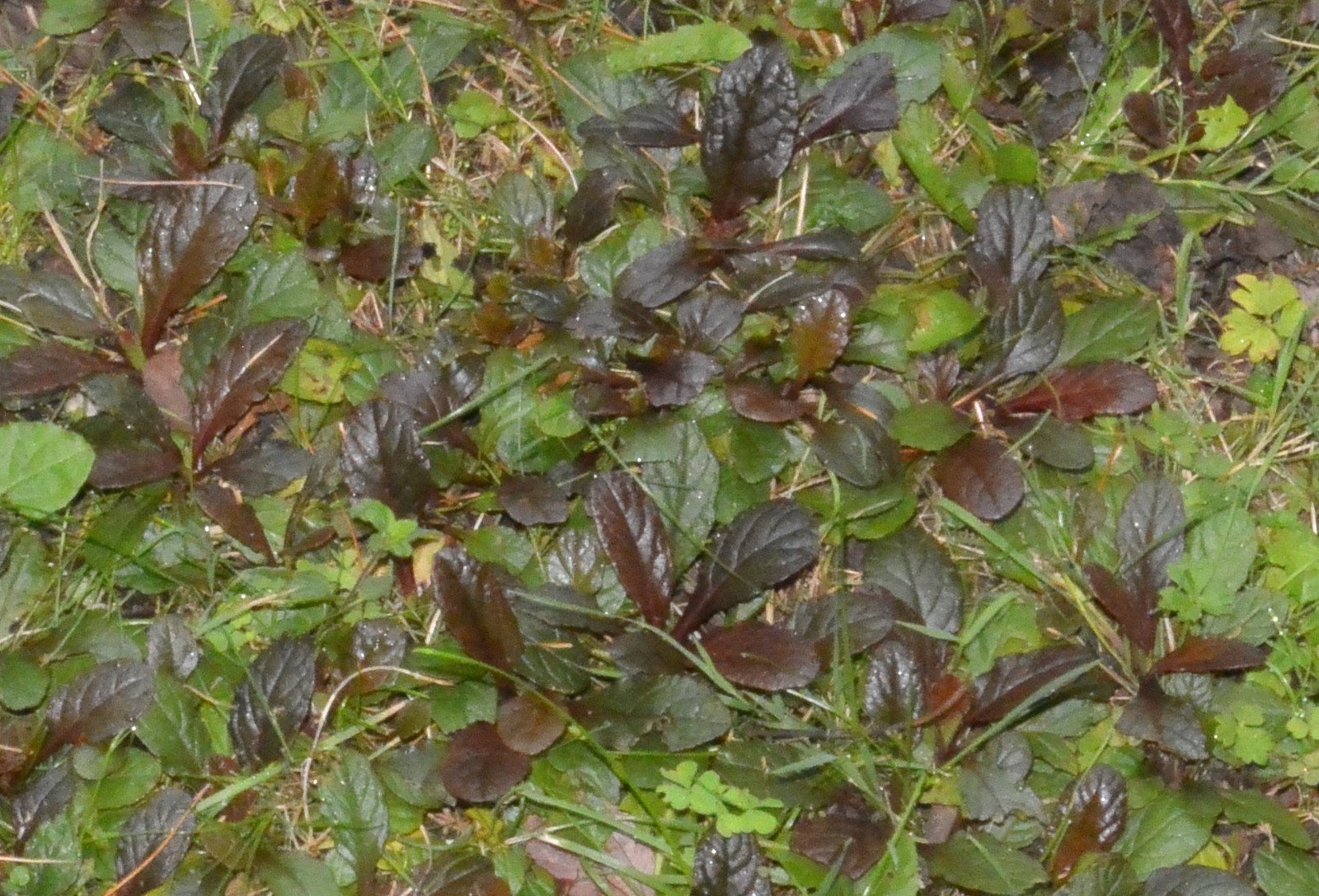 10 Ajuga reptans ‘Bugleweed’ ground cover~ Rooted Cuttings / STARTER plants