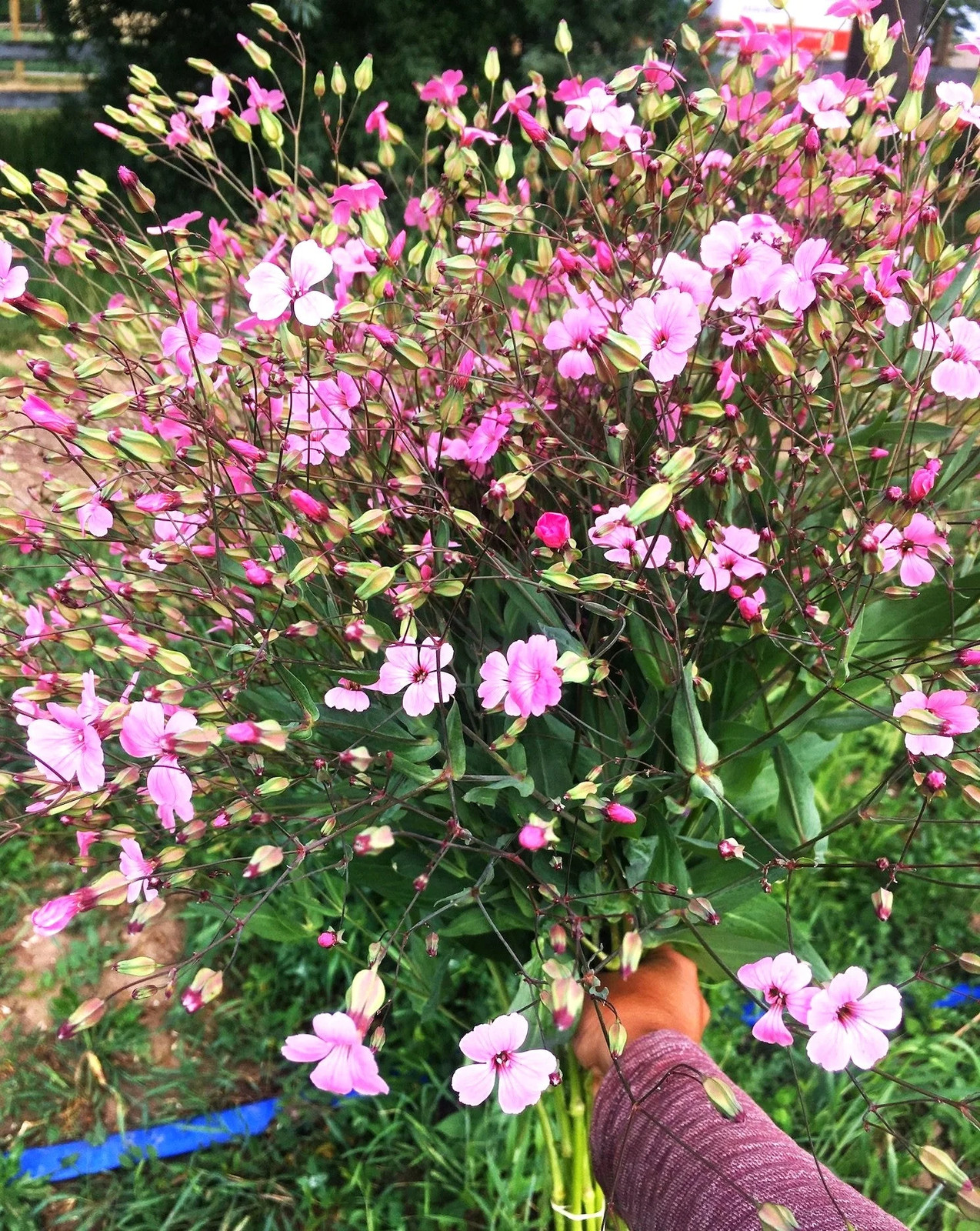 Pink Beauty Soapwort Seeds – For 2025 Planting Saponaria Soap Plant Rose Ground