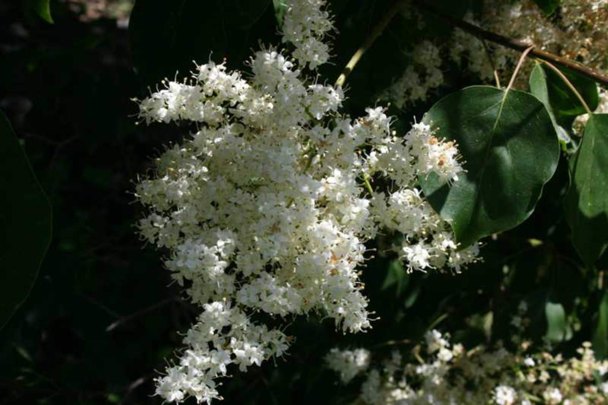 1-1000 PCS Peking Lilac Tree Seeds Syringa Reticulata Pekinensis White 0163