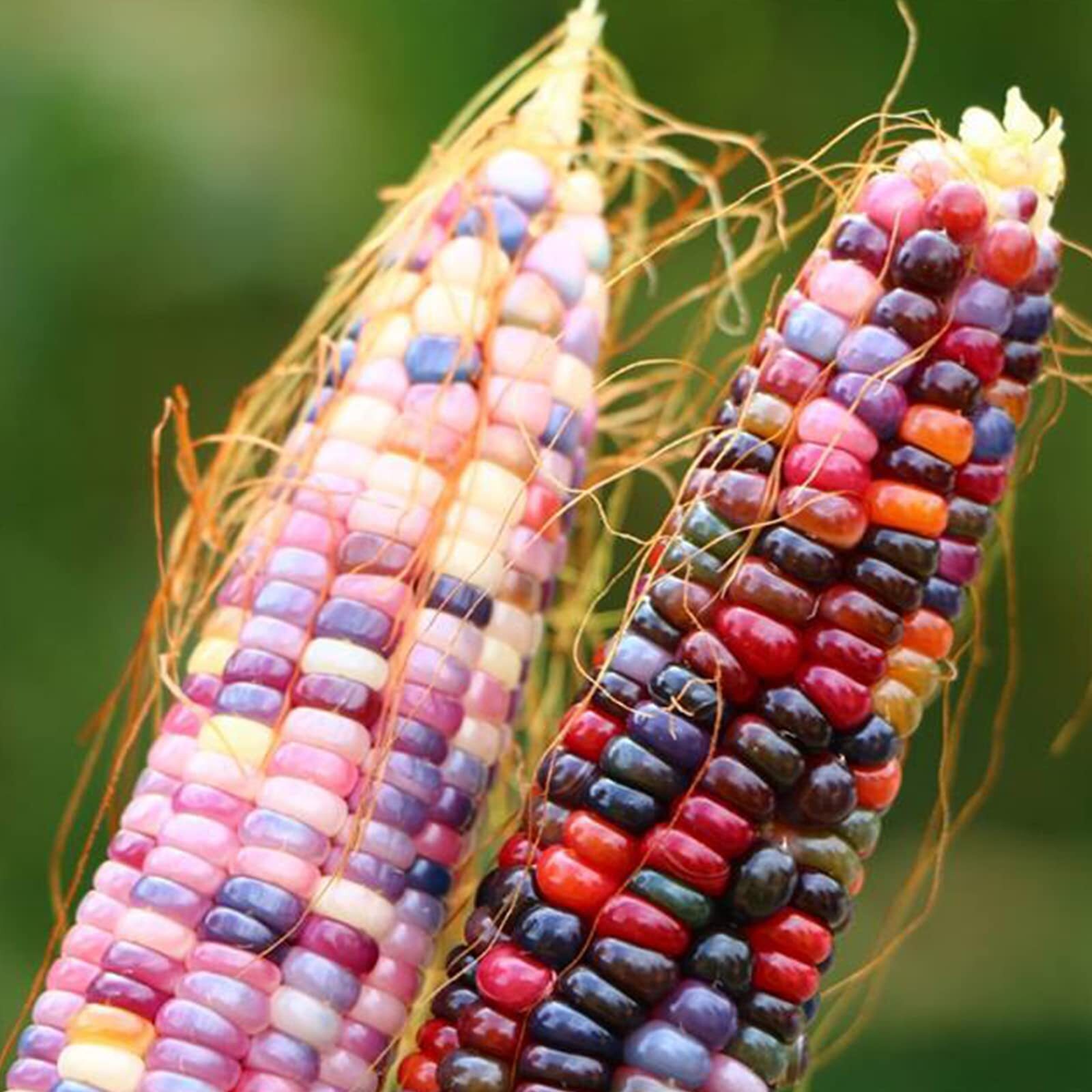 250+Glass Gem Corn Seeds for Planting Vegetables and Fruits,Heirloom Seeds Non G
