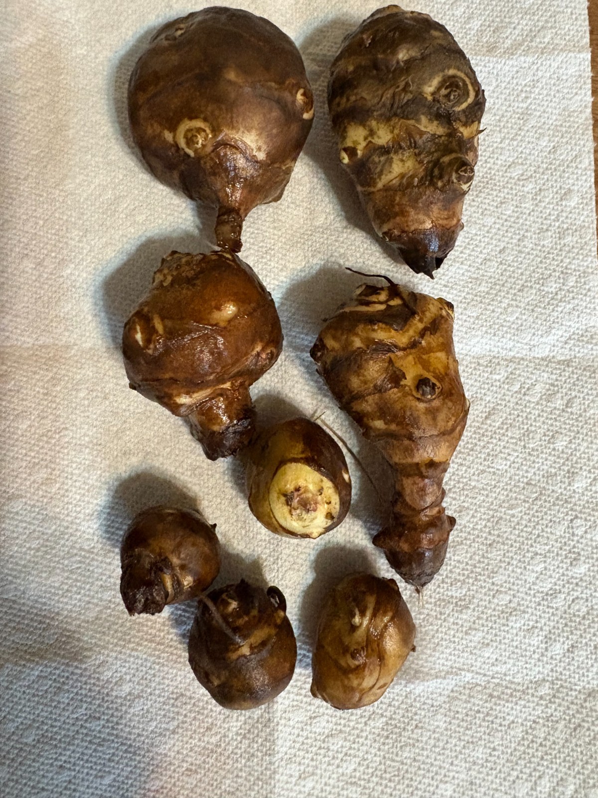 1lb Jerusalem Artichoke (Sunchoke) Tubers For Planting. Grown by Garden2table