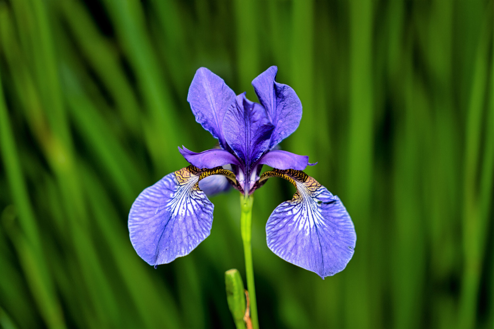 25 BLUE FLAG IRIS Versicolor Fragrant Native Purple Yellow White Flower Seeds