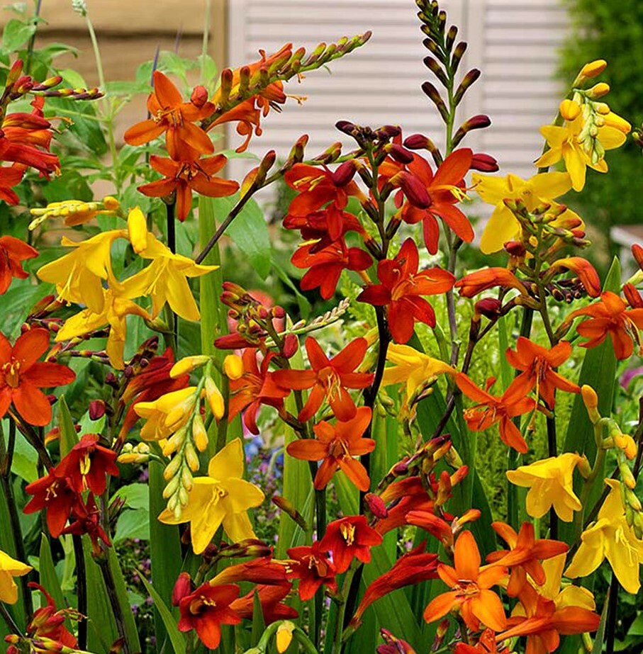 (3) Spectacular Colors Mix Crocosmia, Flowering Perennial, Bulbs
