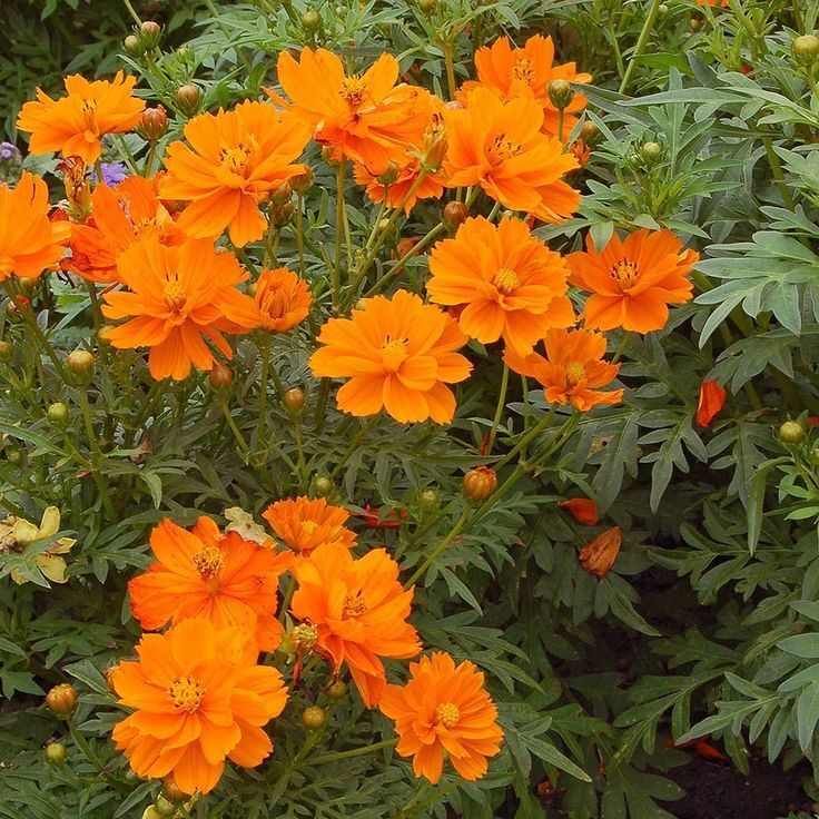 Cosmos Seeds Tall Orange Sulphur 100 Ct Flower Garden ANNUAL USA FREE S&H