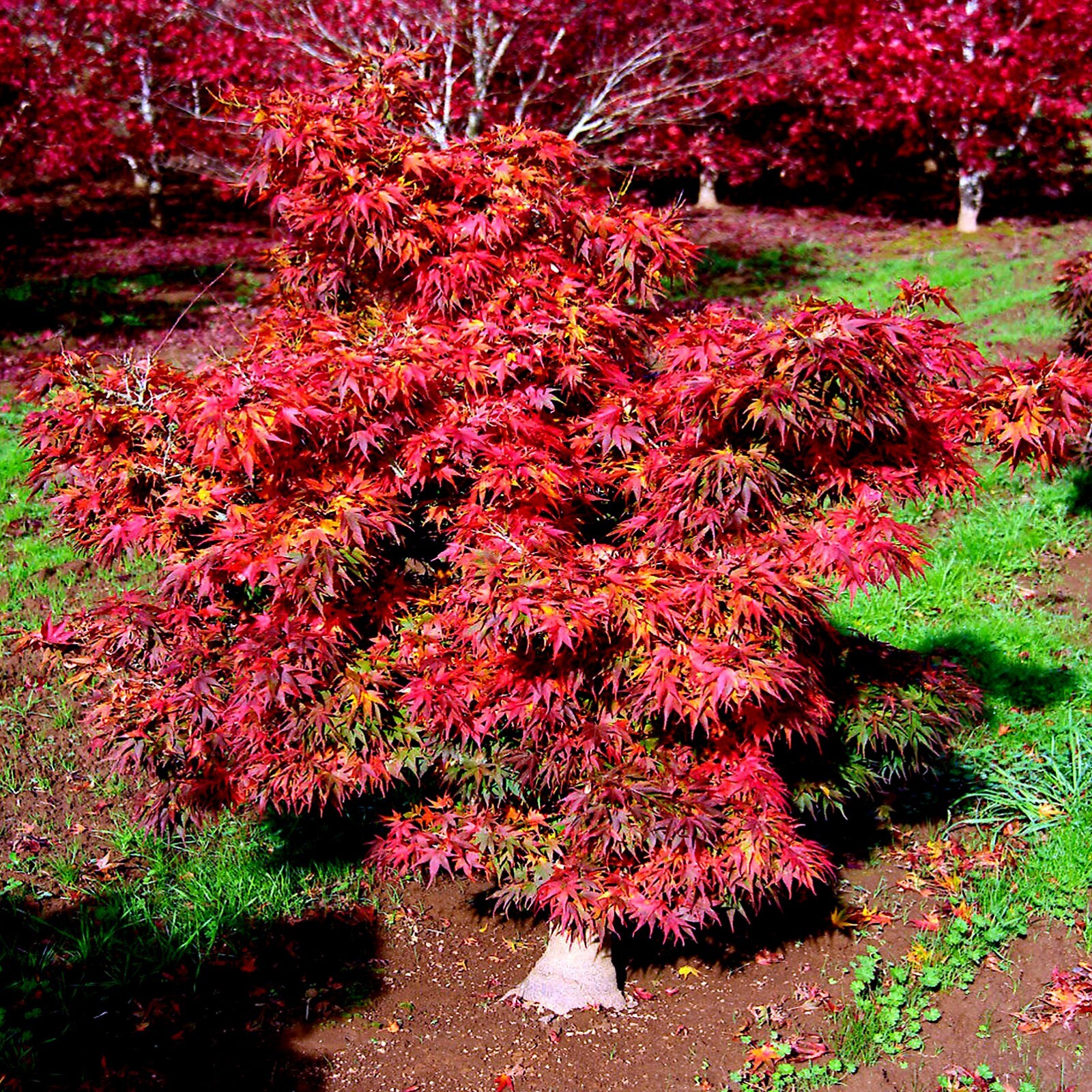 10 “DWARF” Japanese Maple Tree Seeds (Mikawa yatsubusa) UNIQUE Hemp Herb Bonsai