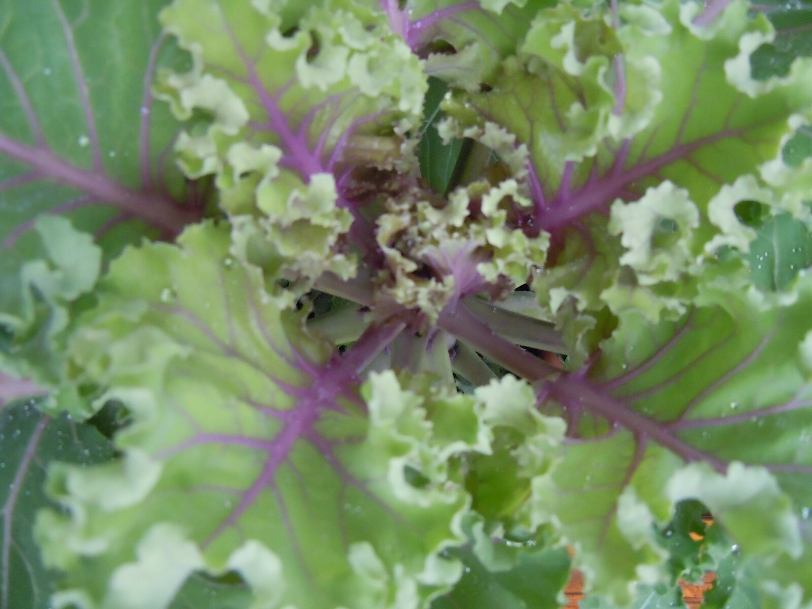60 ORNAMENTAL KALE & CABBAGE SEEDS ORGANICALLY GROWN! BEAUTIFUL AND SAFE TO EAT!