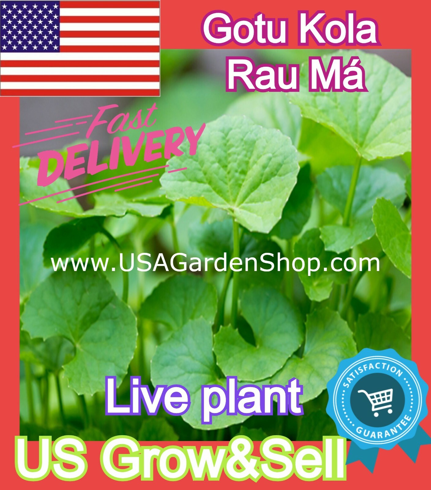 Gotu Kola Bua BoK Rau Ma Pennywort Centella Asiatic บัวบก 積雪草 JiXue Cao 3x plant