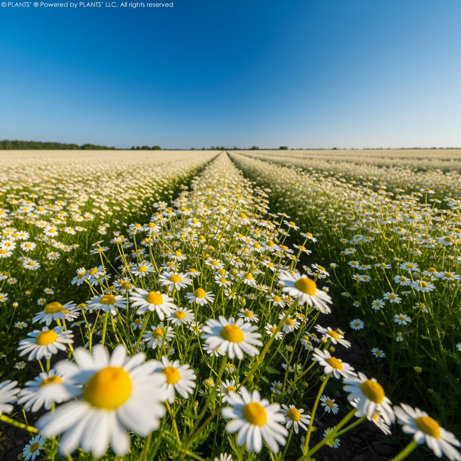 German Chamomile Flowers | Premium Seeds | Matricaria recutita | Plants’®