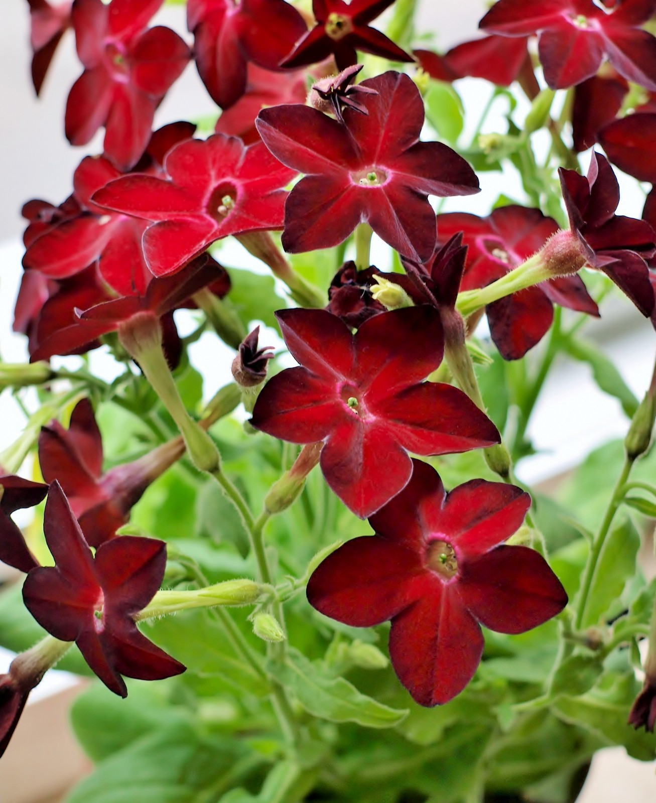 Nicotiana alata Perfume Deep Red 15 pelleted seeds