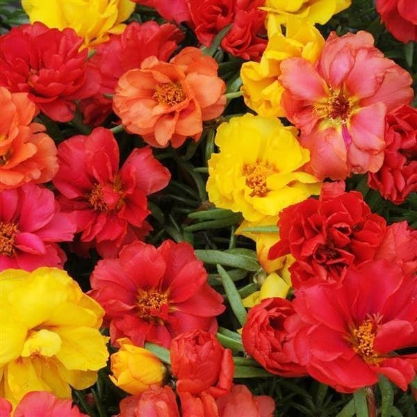 20000+ Moss Rose Flowers Seeds for Planting Outdoor-Portulaca Grandiflora Rose O