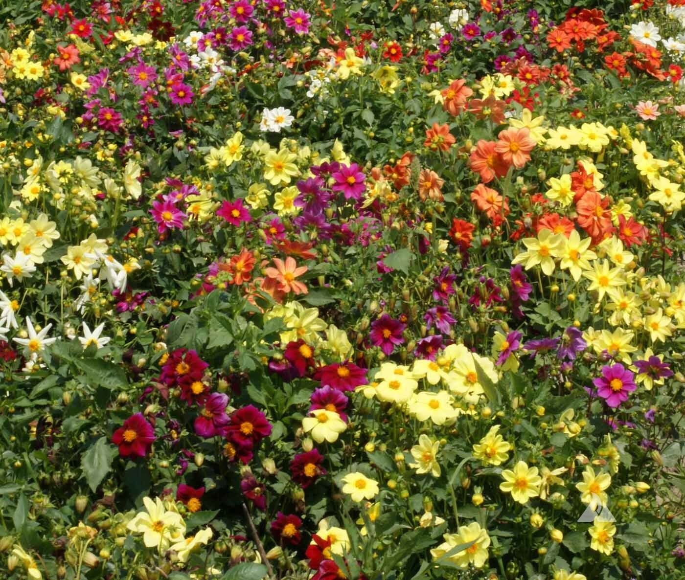 Dahlia MIXED COLORS DWARF 10-16″ Cut Flower Garden Annual USA Non-GMO 200 Seeds