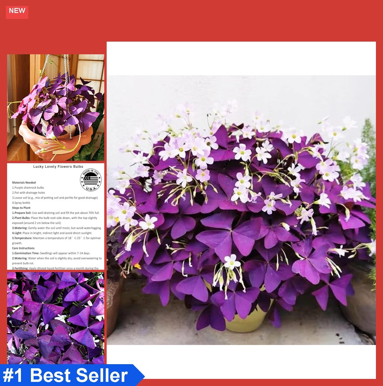 Purple Shamrock Bulbs 12+ Oxalis Triangularis Lucky Flower Plant Indoors