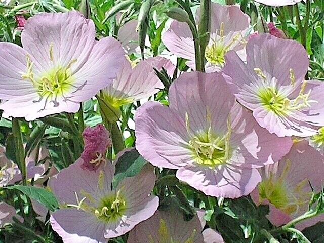 Showy pink evening primrose 100 seeds pink evening primrose, Oenothera speciosa
