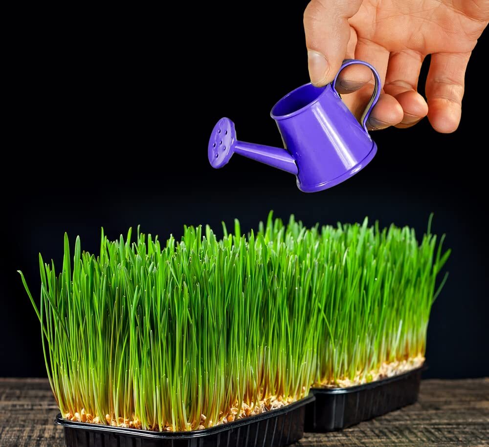 5 Pounds of Wheat Microgreens Seeds to Grow – Wheat Berries to Germinate