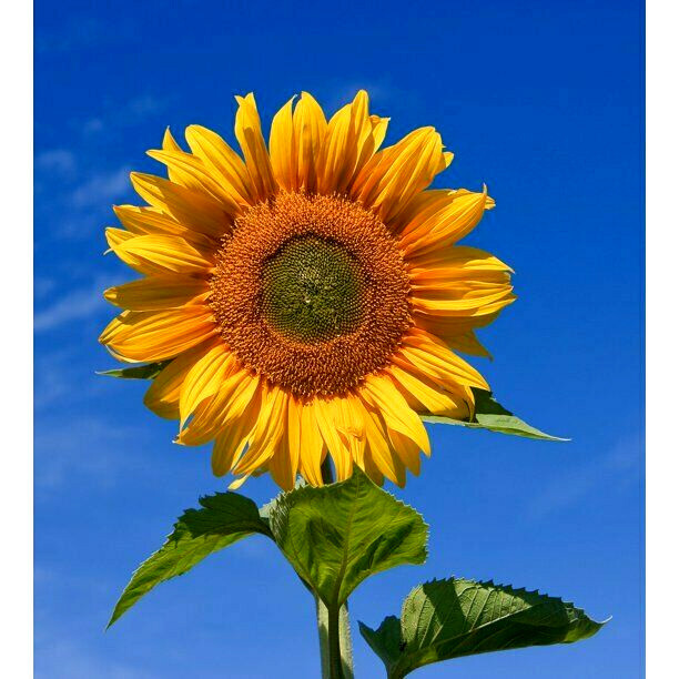 60+ Mammoth Russian Grey Stripe Sunflower Seeds “Brooklyn Botanical Garden Club”