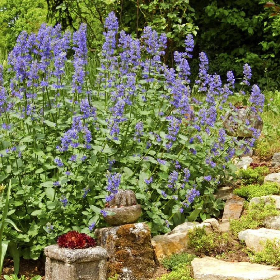 Fresh Catnip Seeds |For Planting Cat Toy Catnips Catmint Catswort Herb Seed 2024