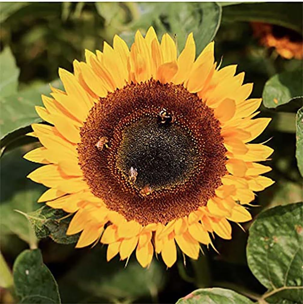 Sunny Sunflower Seeds Mixture Many Varieties Flower Garden Plant Decor