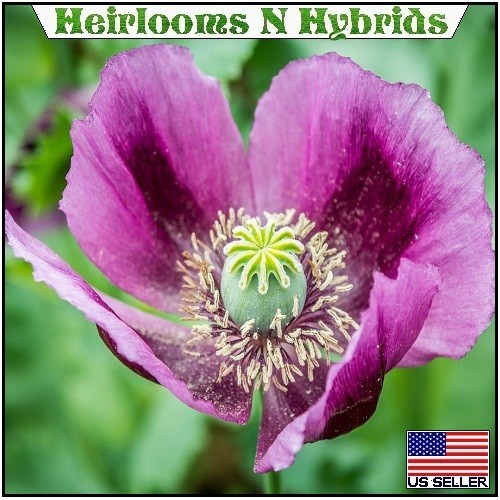 20,000 Hungarian Stratified Papaever Somniferum Poppy Seeds For Planting Organic