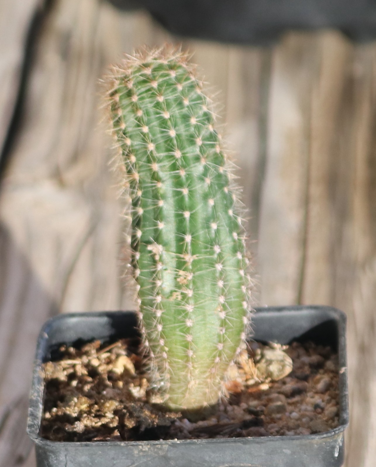 Echinopsis hybrid ‘Beautiful Dreamer’