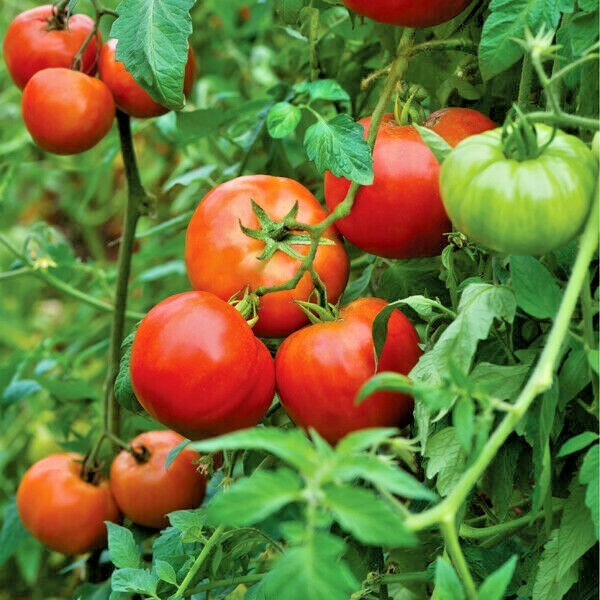 50+Bradley BUSH TOMATO Seeds Organic Compact 36″Tall Vegetable Garden Container