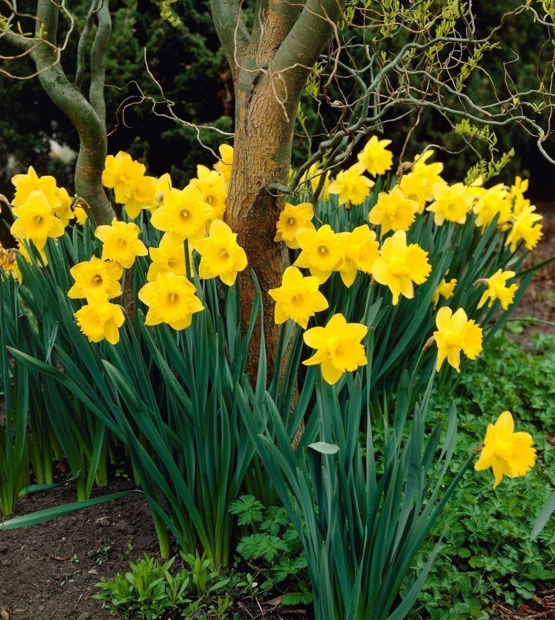 Yellow Dutch Master Daffodil Bulbs Lot Of 25 Ready To Grow Flowers