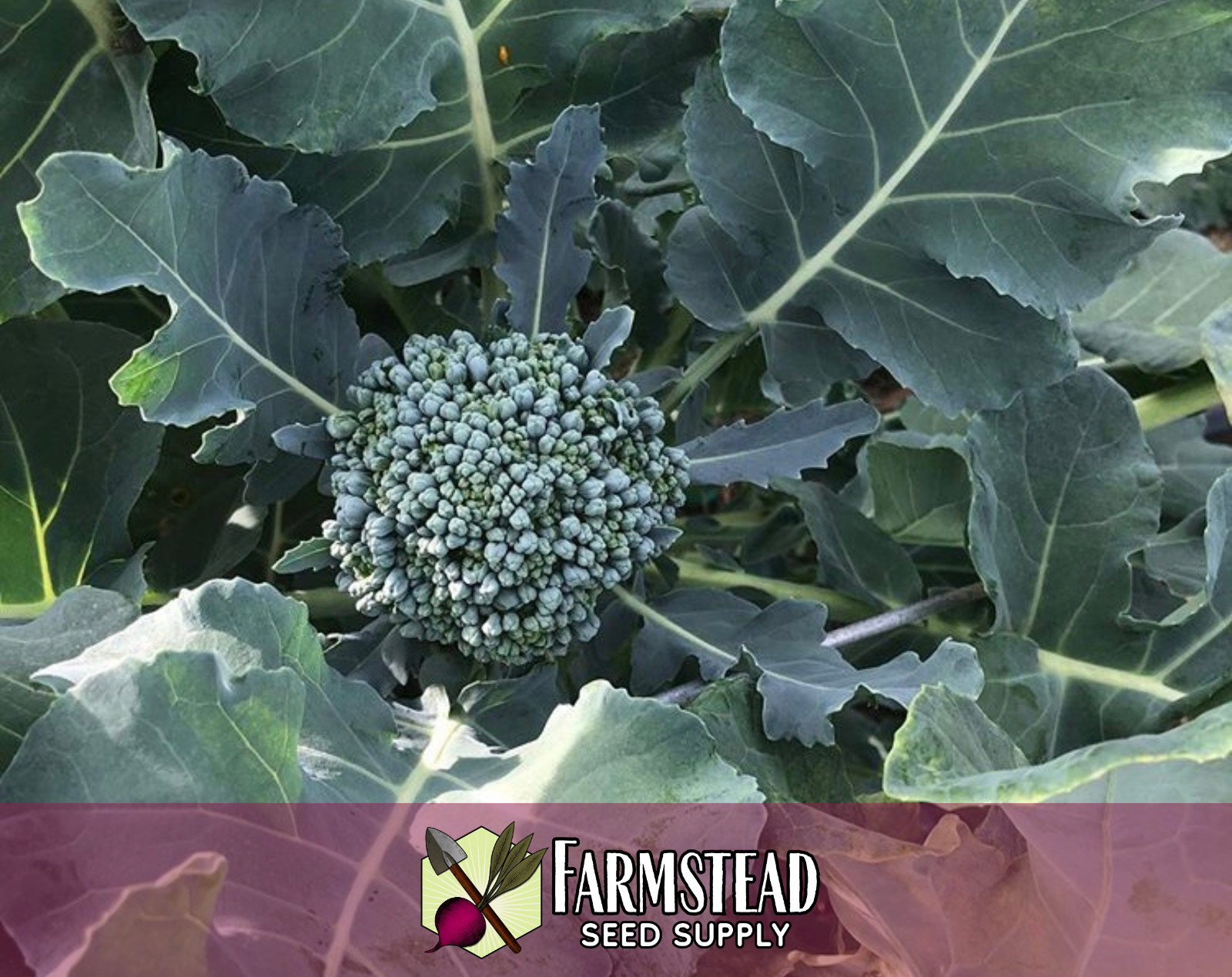 2,500+ Broccoli Seeds [Waltham 29] Vegetable Gardening Seed, Heirloom, Non-GMO
