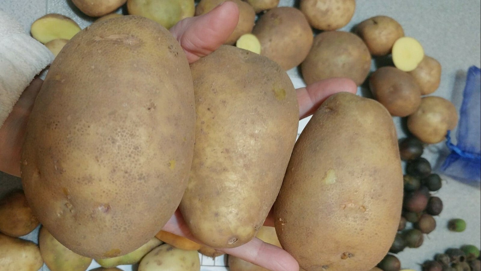 Yukon Gold TPS True Potato Seed 40 Organic Seeds Yellow Mix From Berries USA