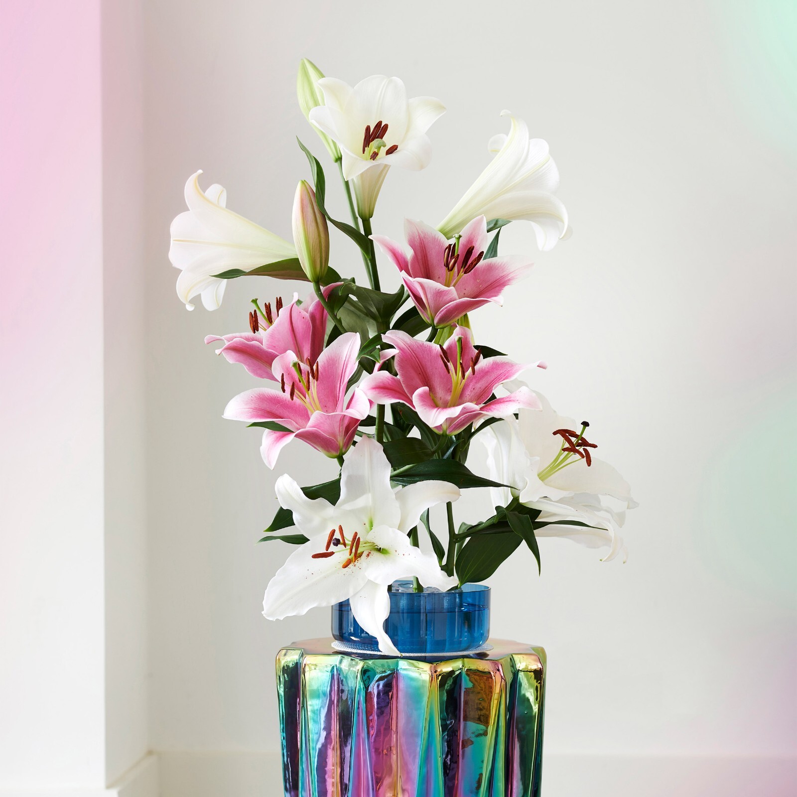 Garden State Bulb Lake Carey Oriental Lily Flower Bulbs, 16/18cm, Spring