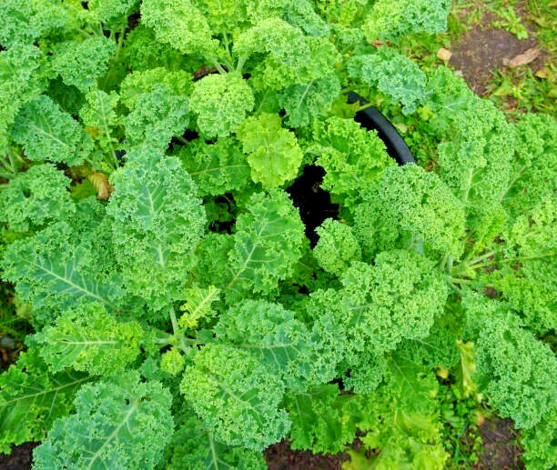 500 DWARF BLUE CURLED SCOTCH KALE SEEDS | 2026 FREE SHIPPING NON GMO HEIRLOOM