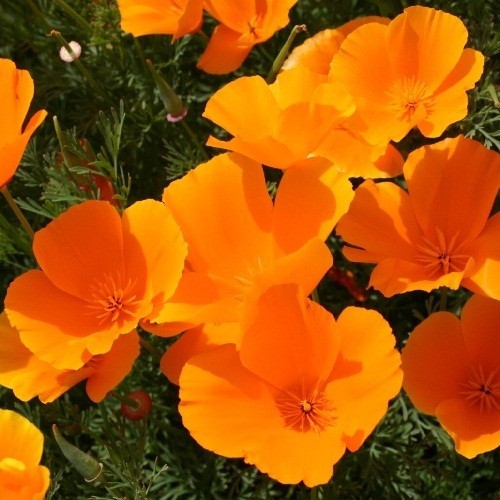 Classic Orange California Poppies Eschscholzia californica Fresh Ready To Plant