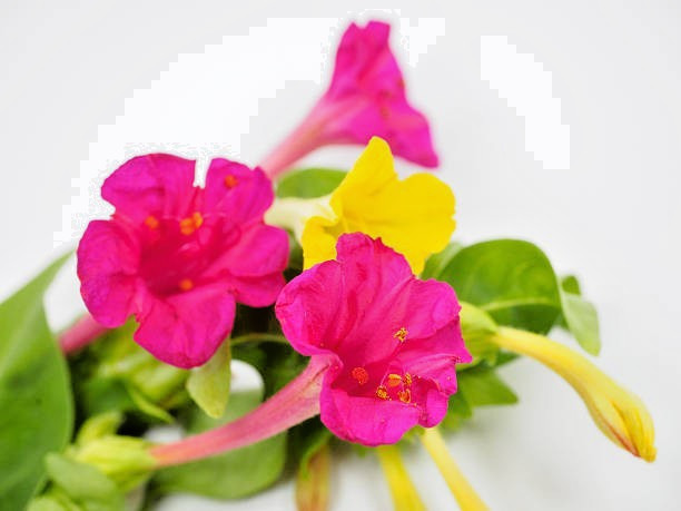 300 SENSATION FLOWERING TOBACCO MIX SEEDS | SALE FREE SHIPPING NON GMO HEIRLOOM