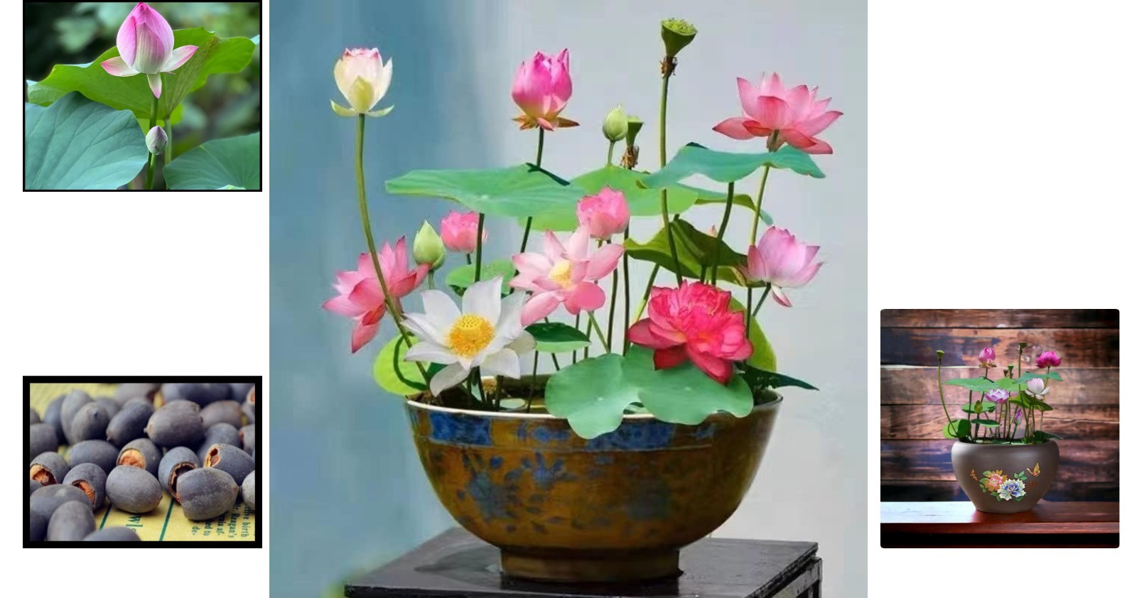Exotic Mixed Lotus Seeds – 10pcs for Stunning Indoor & Outdoor Aquatic Gardens