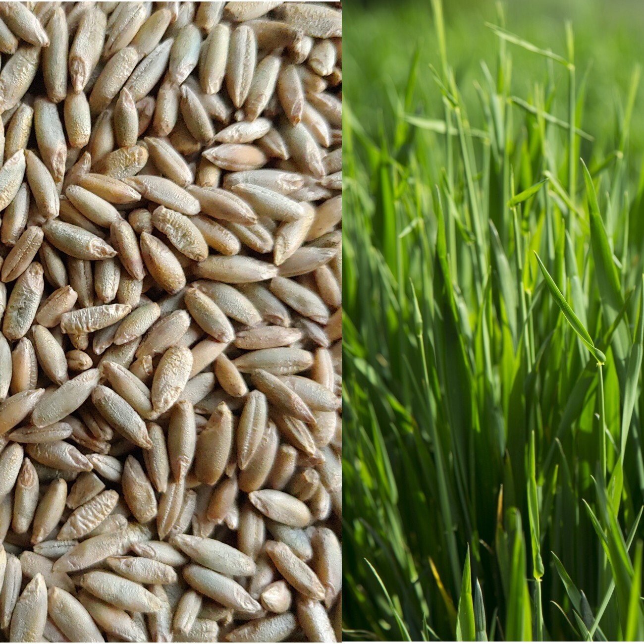 Cat Grass Seeds choose Rye, Oat or Blend seeds Quick Growth FAST Free Shipping