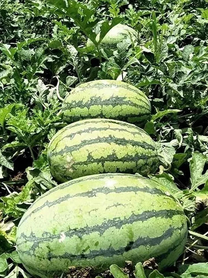 50 Seeds Giant Red Watermelon Huge 50LB+ Fruit Heirloom Vegetable Garden Veg