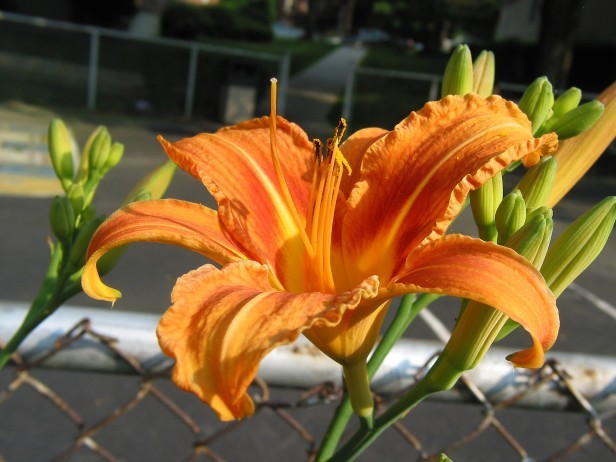 WILD DAYLILY 25 fans root systems