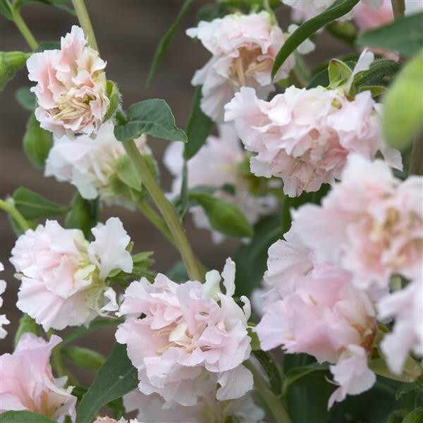 Clarkia Appleblossom – 25 Seeds, Non-GMO