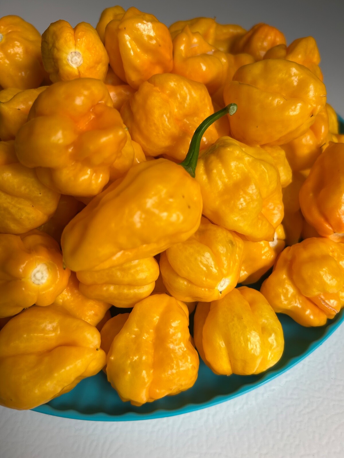 30 Yellow Jamaican Scotch Bonnet pepper seeds Hot
