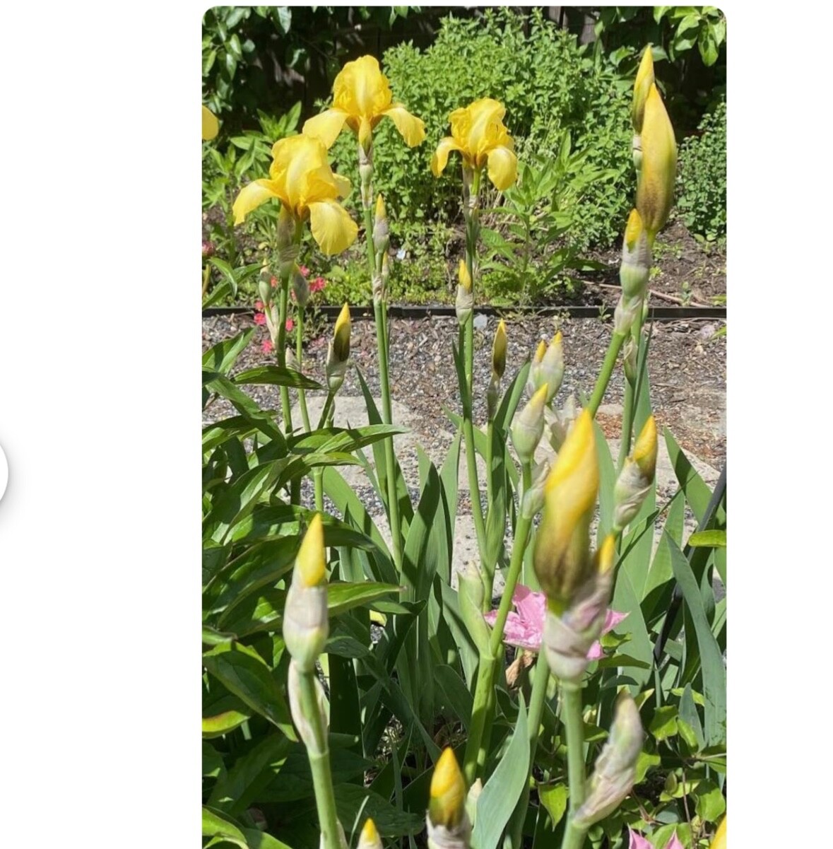 Yellow Iris – 6 Yellow Tall Bearded Iris Rhizomes – Perennial