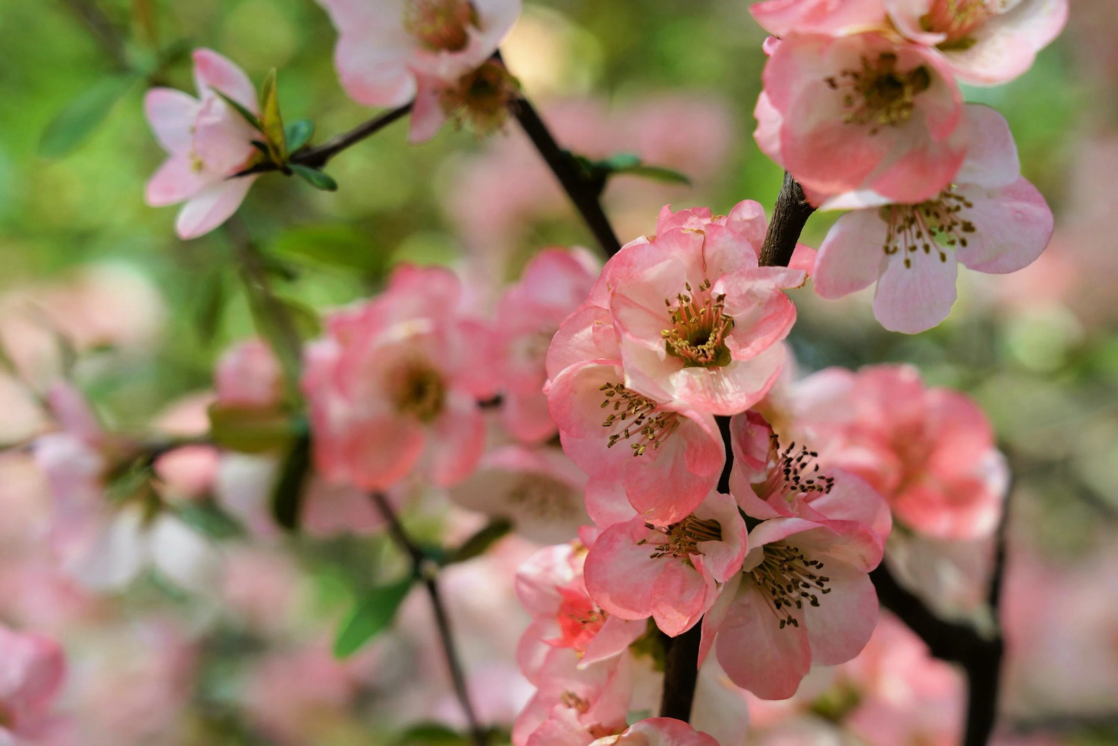 30 FLOWERING QUINCE Fruit Shrub Seeds Pink Red White Orange Chaenomeles Speciosa