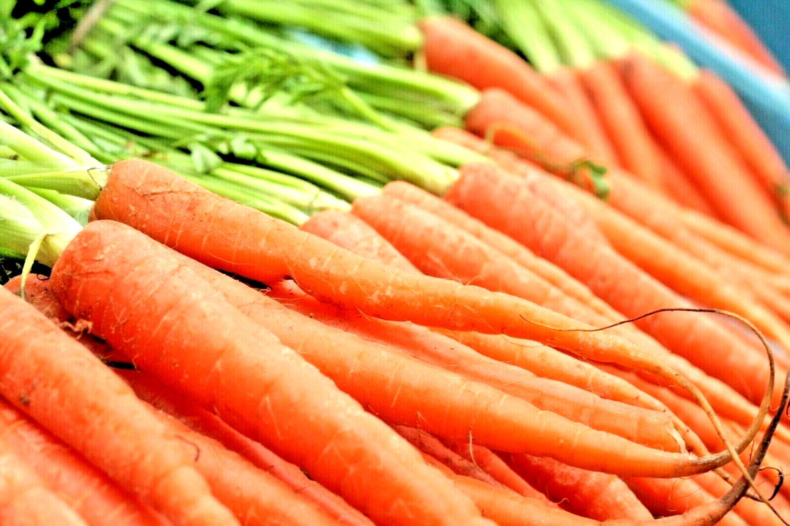 CARROT 200 SEEDS SPRING VEGETABLE GARDEN NON-GMO SWEET HEIRLOOM SALADS USA