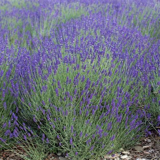LAVENDER LANDSCAPER’S PACK BULK Vera Perennial Medicinal Non-GMO 2000 Seeds!