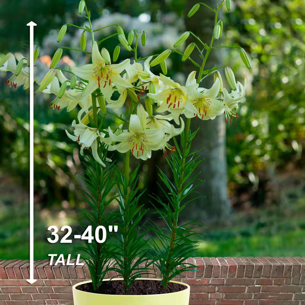 14/16 Cm, Asiatic Lily Sweet Surrender Flower Bulbs (Bag of 10)