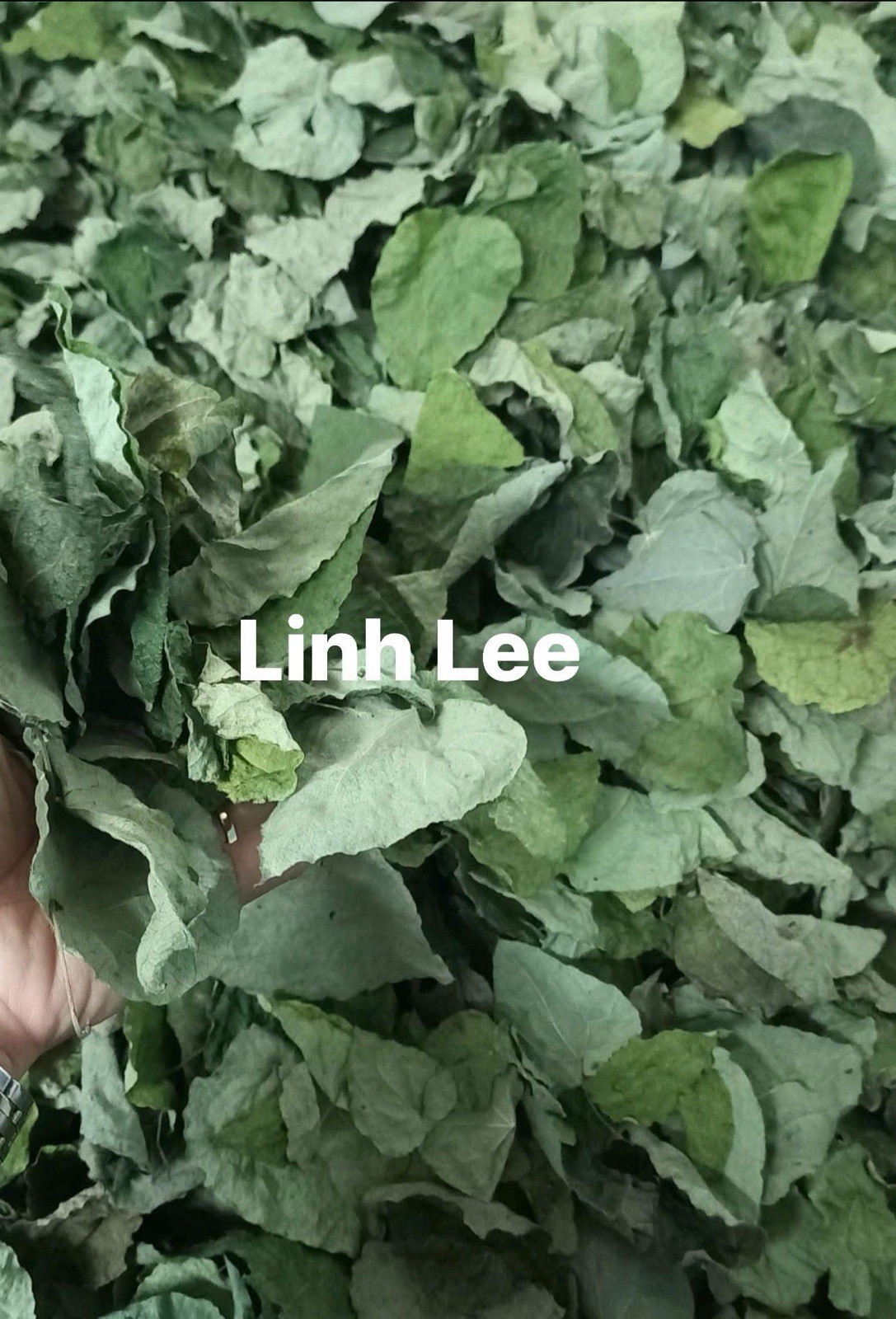 Green Glass Jelly Leaf Dry (Tiliacora Triandra) – Lá Sương Sâm Lông Sấy Lạnh