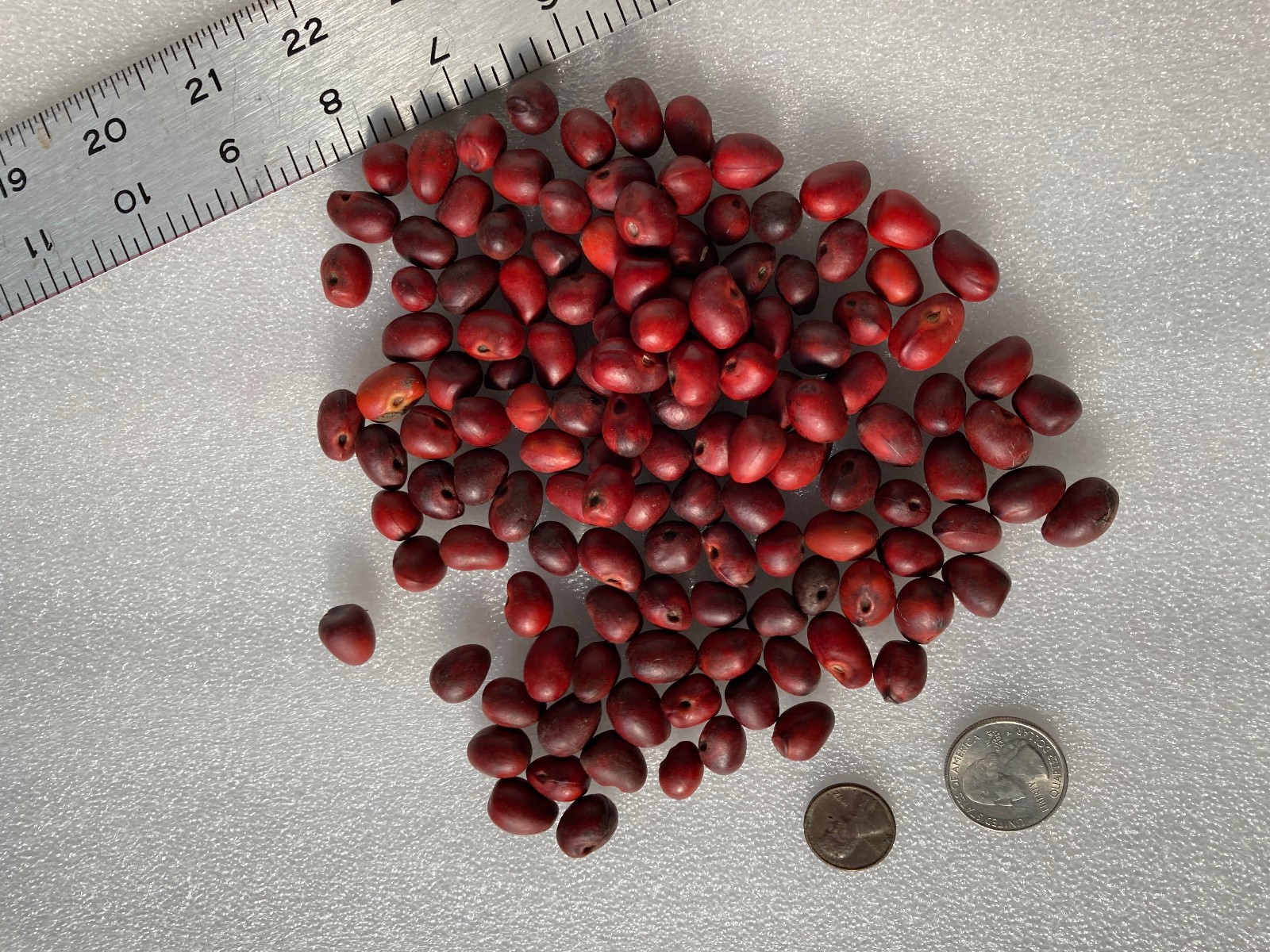 100 + Mountain Laurel Seeds ~ the Texas Mountain Laurel (Sophora secundiflora)