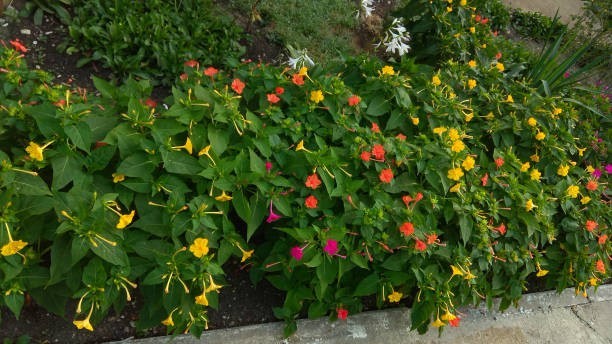 300 SENSATION FLOWERING TOBACCO MIX SEEDS | SALE FREE SHIPPING NON GMO HEIRLOOM