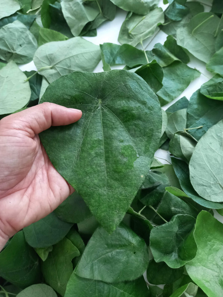 Green Glass Jelly Vine Seeds (Tiliacora Triandra) – Sương Sâm Lông