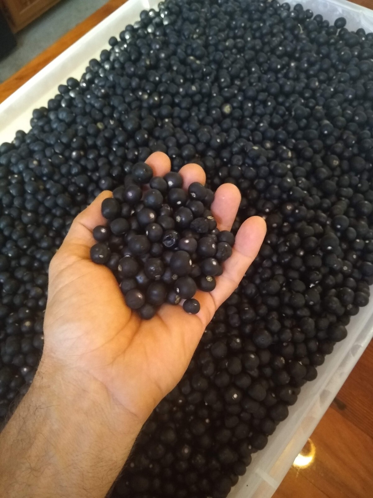 Garden Huckleberry Seed (Solanum melanocerasum) ~ 100 to 10,000 seeds