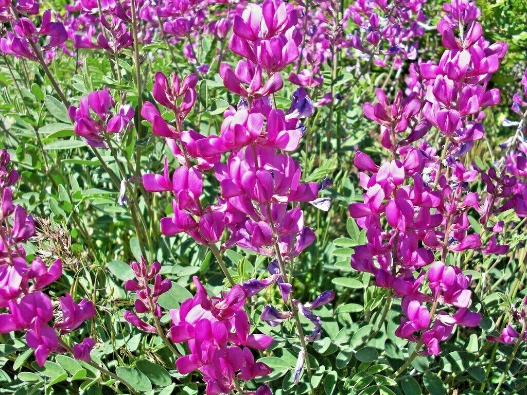 51+UTAH Northern SWEETVETCH Seeds Native Wildflower Drought Heat Cold Poor Soils