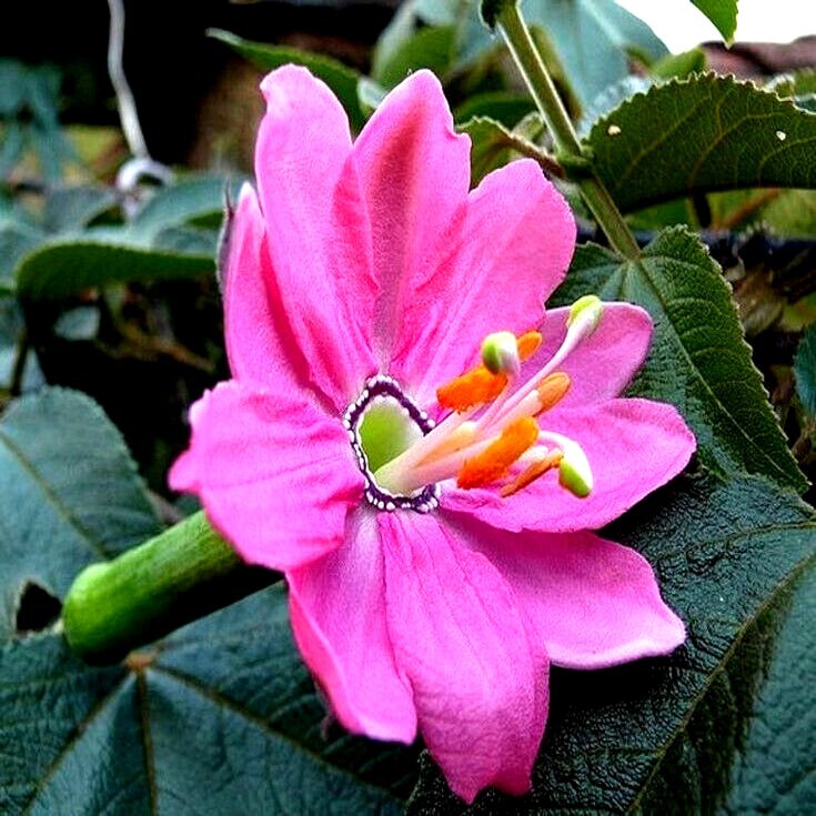 20 BANANA PASSIONFRUIT SEEDS (Passiflora Mollissima) Fast Flower Vine Plant RARE