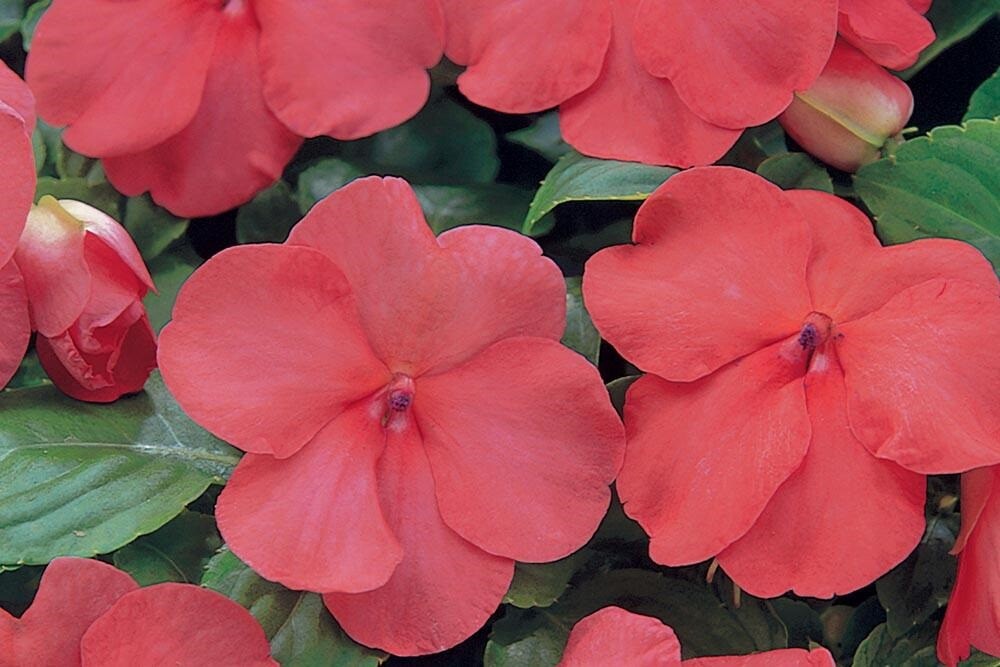 50 Impatiens Seeds Super Elfin XP Salmon Flower Seeds Impatiens Seeds